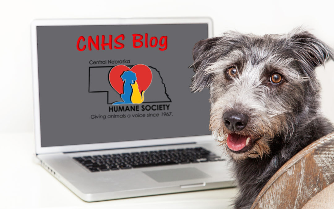 CNHS Blog